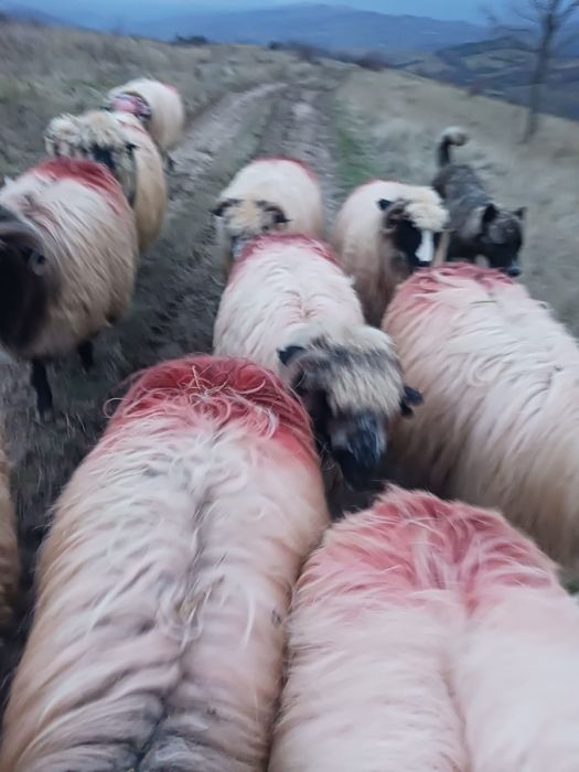 Oi si berbec de vanzare