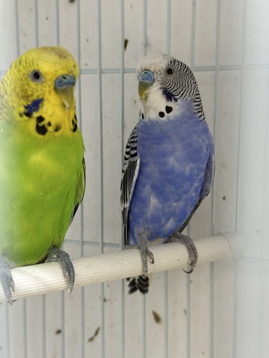 Волнистый попугай