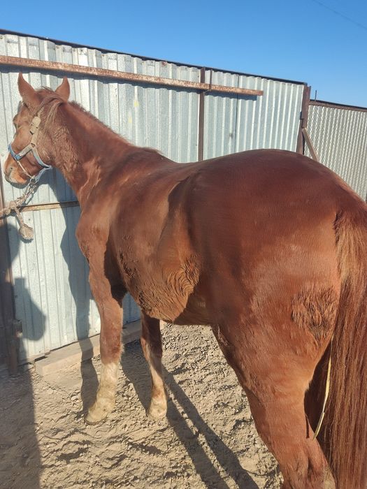 1 год и 8 месяцев ездовой обученный Тай
