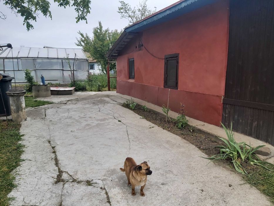 Casă la țară în Răsuceni Giurgiu