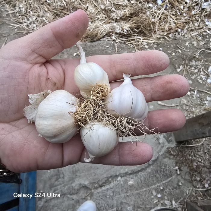 Vand usturoi românesc de primăvară