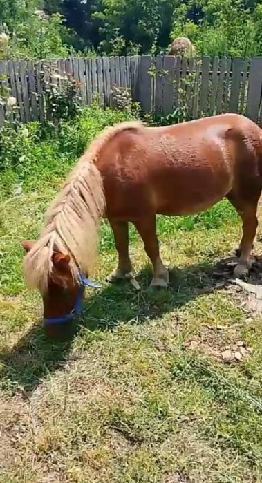 De vânzare ponei castrat