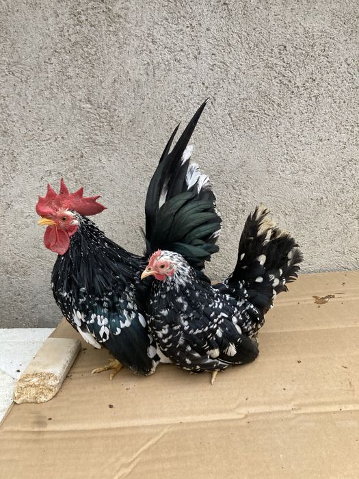 Frumuseti pt orice curti si grădini de vânzare !