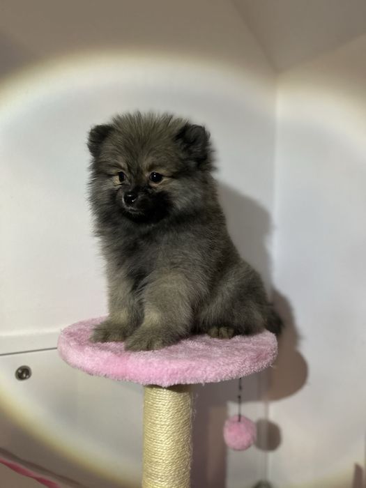 Baietel Pomeranian disponibil