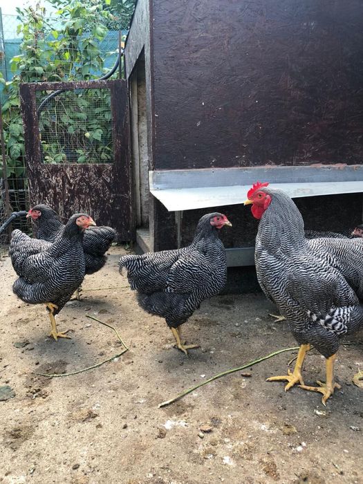 Oua araucana australorp plymouth
