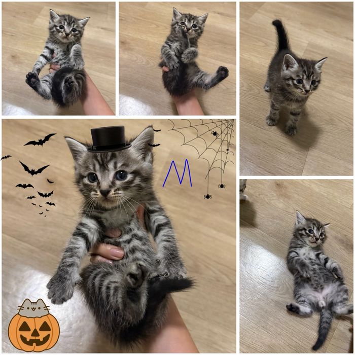 Продам вислоухих котят шотландец