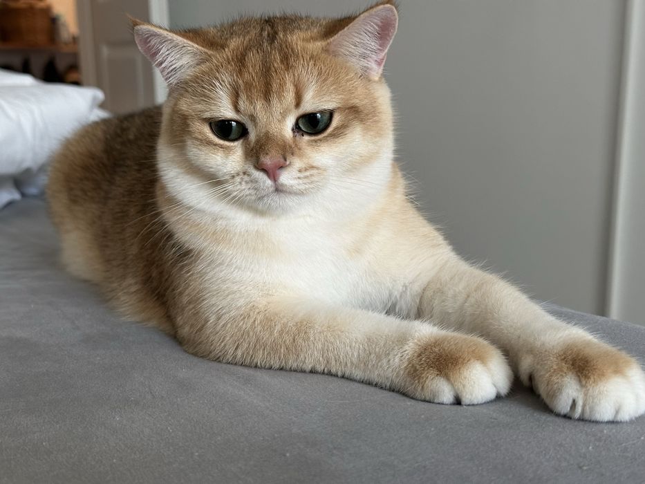 Baietel SUPERB british shorthair chinchilla gold, pedigree WCF !!!