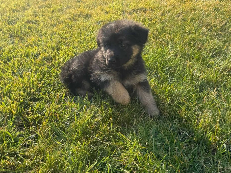 продается щенок немечкой овчарки