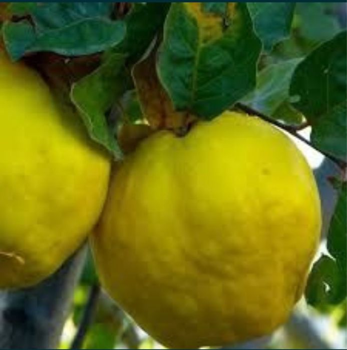 Gutui marii aurii