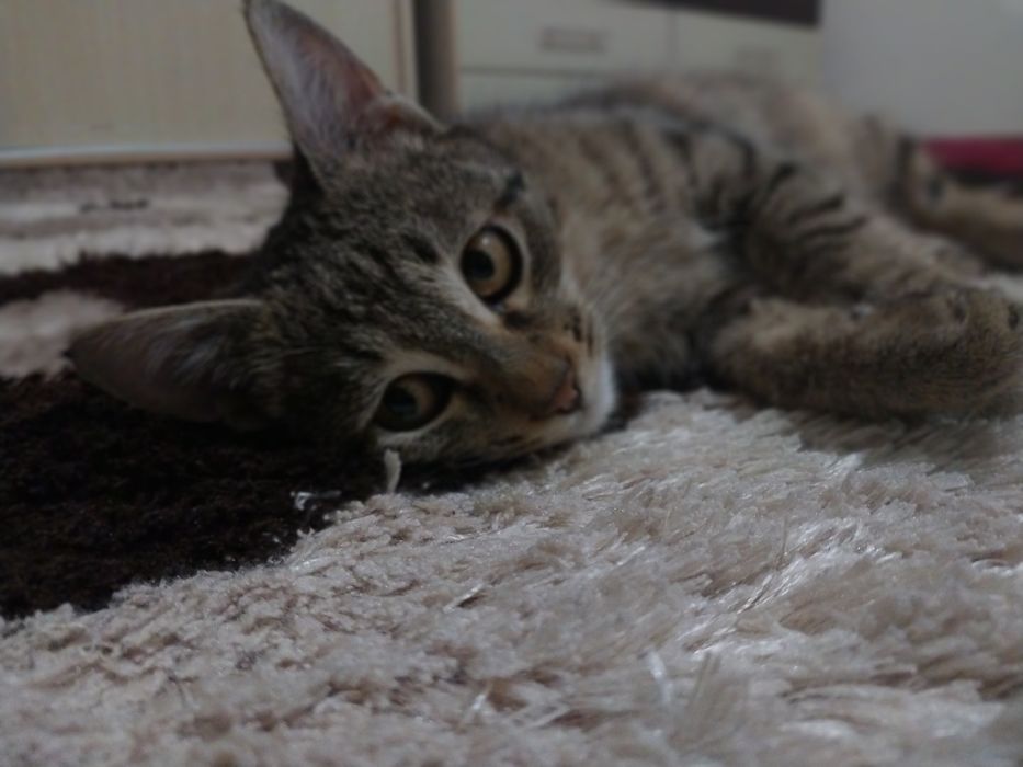 Продаю кошек обычной породы. Мальчик и девочка.