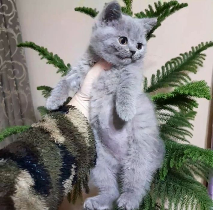 Британский Скотиш страйт 
Здоровый, активный 
Аппетит