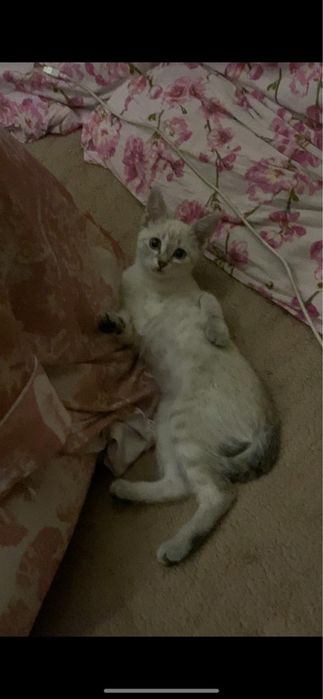СРОЧНО отдам кошку в добрые руки.