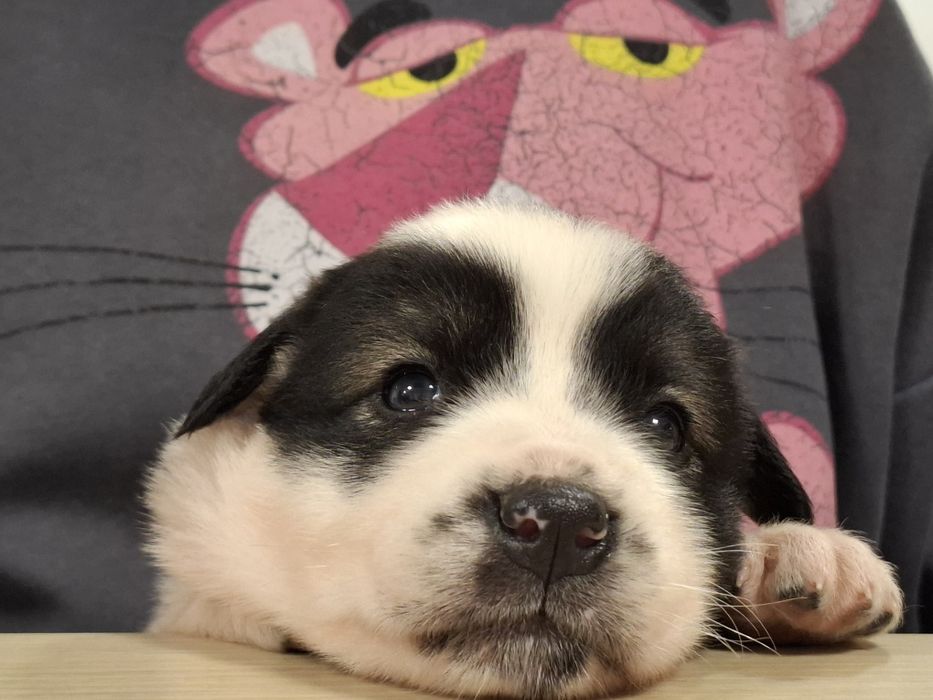 Catelusi puiuti, blanosi, pufosi si jucausi