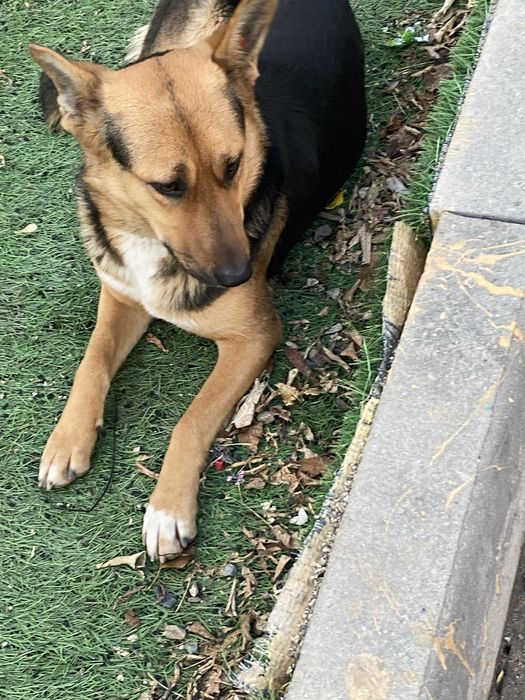 Девчонке нужен дом!