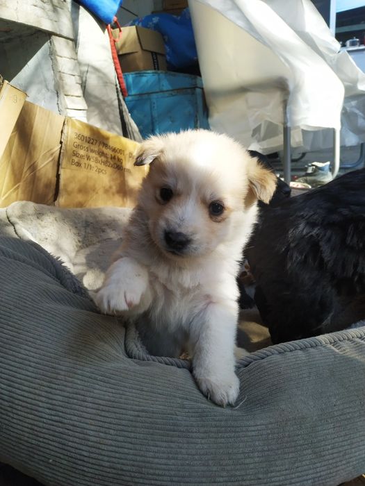 Donez pui metis drăguți și jucausi