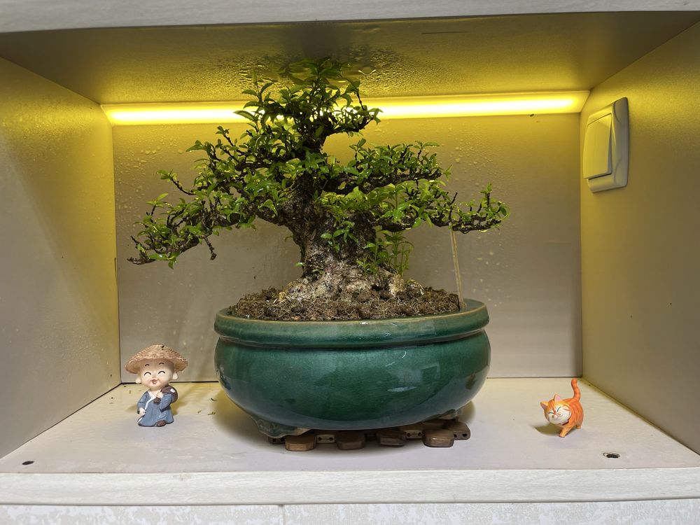 bonsay 40 yoshda