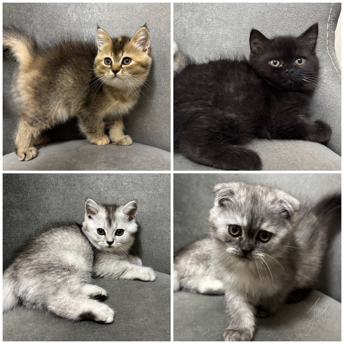 Котята Скоттиш Фолд и Страйт
