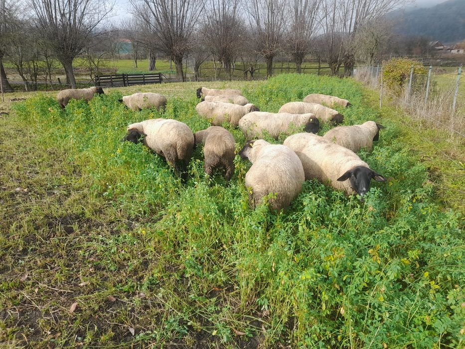 Vând oi sufolk,12 bucăți