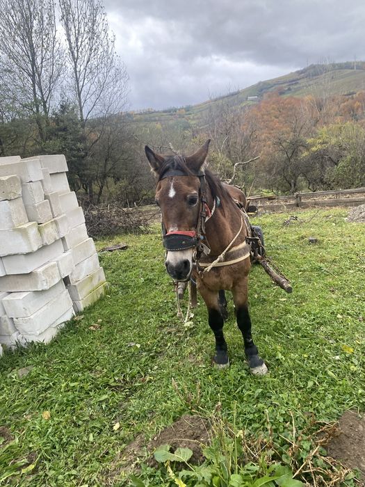 Vand iapa buna de ham