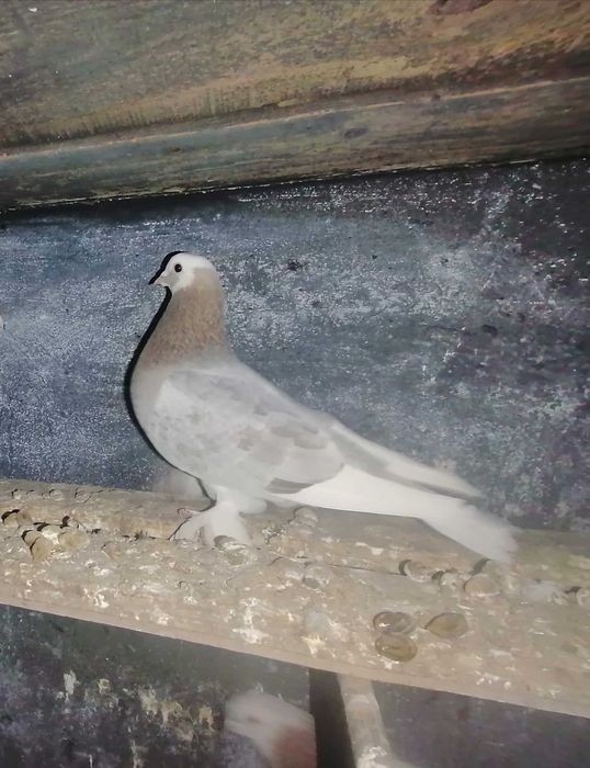 Голубка такла обмен