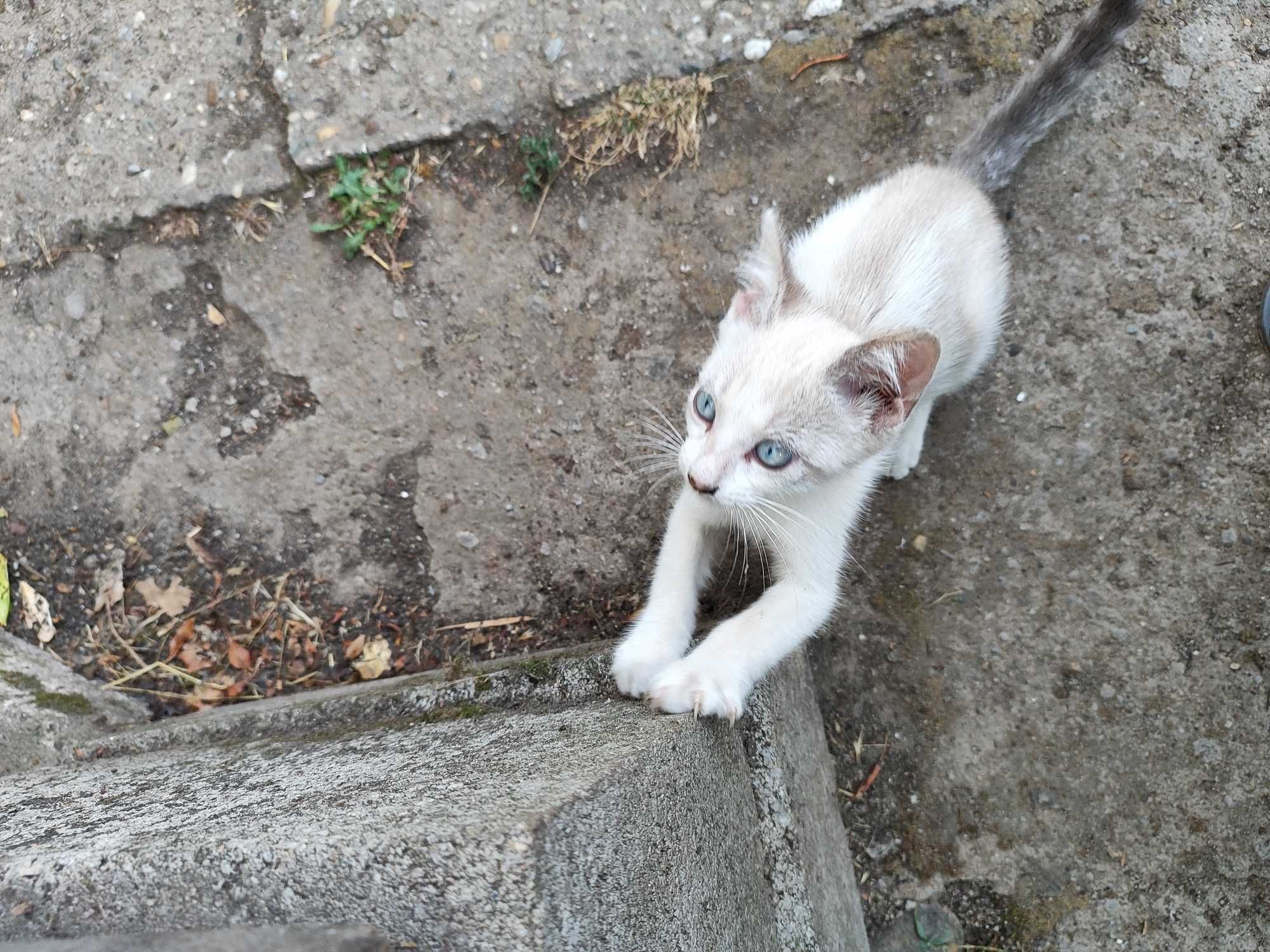 Котенца търсят своя Човек