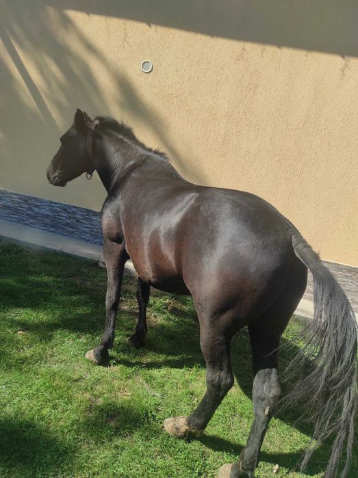 Cal de vânzare castrat!