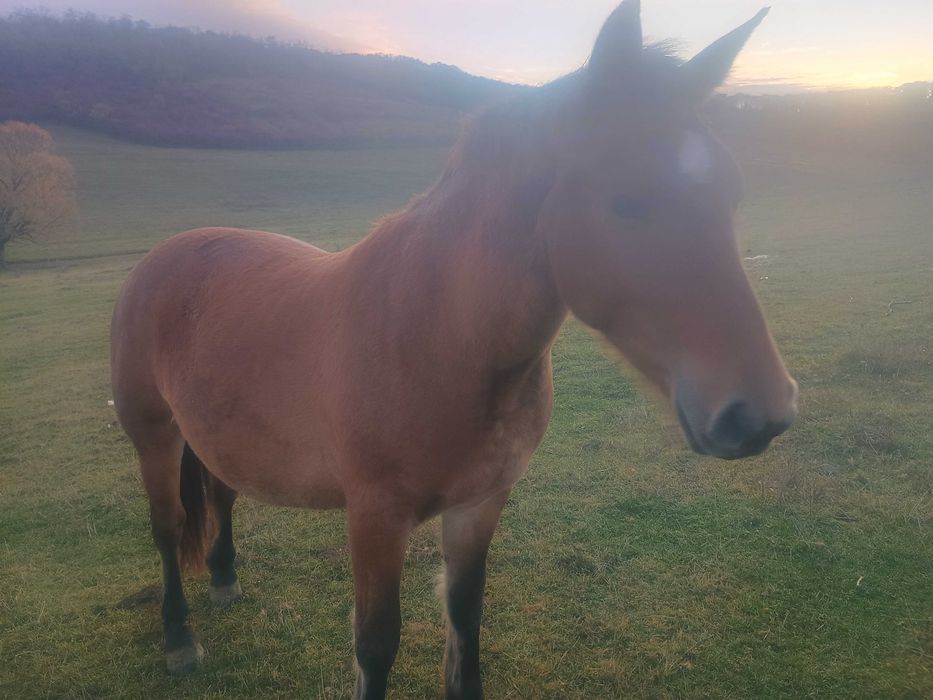 Cai de vânzare ( herghelie)