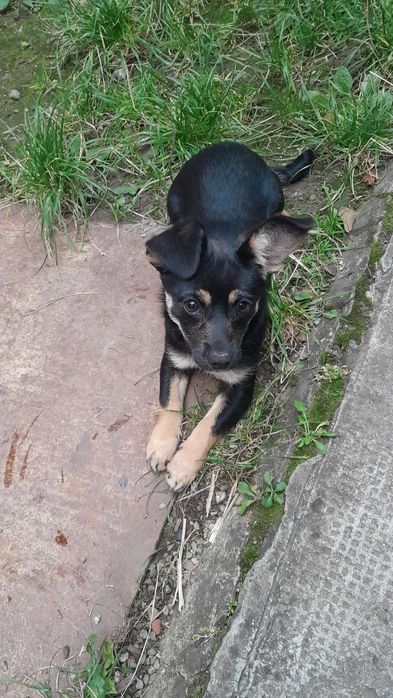 Dau in adoptie caine metis 5 luni fetiță