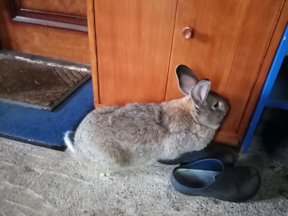 Puii iepurași în virsta de 2 luni din rasele UG și berbec german