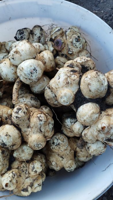 Отдам за вкусняшку клубни топинамбура.