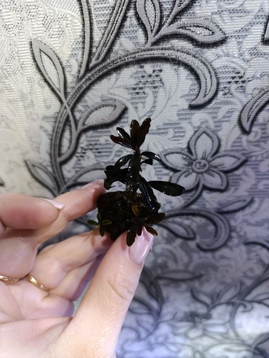 Буцефоландры разные.