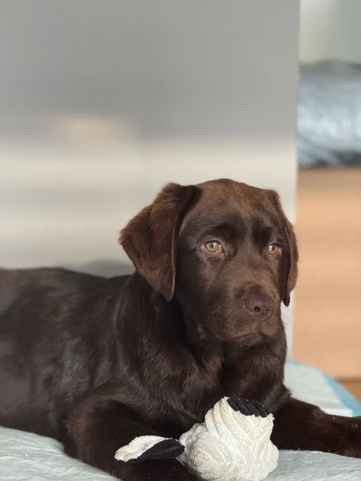 Labrador ciocolatiu Pedigree