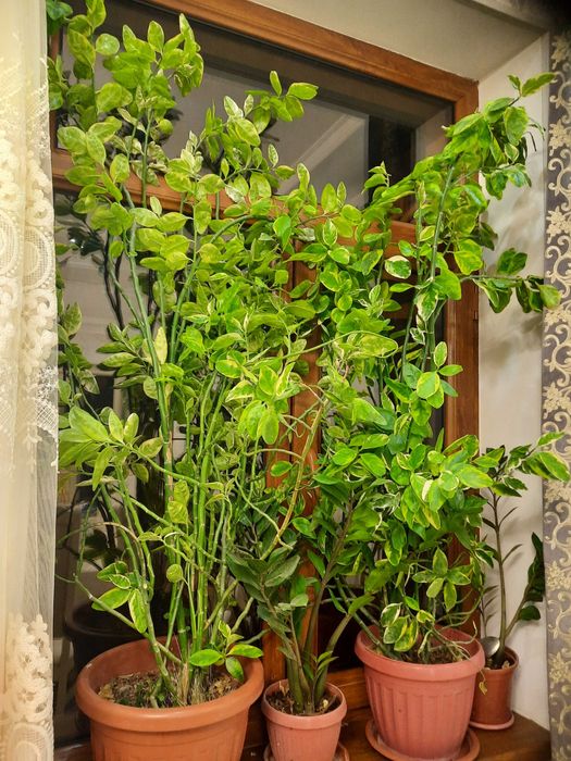 Педилантус пятнистый ,декоративное комнатное растение