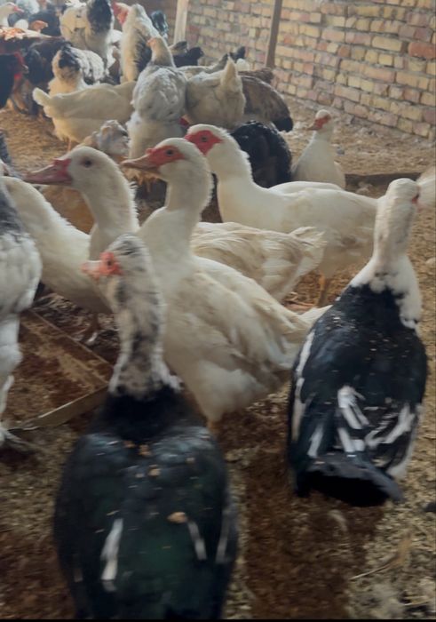 Товуклар сотилади