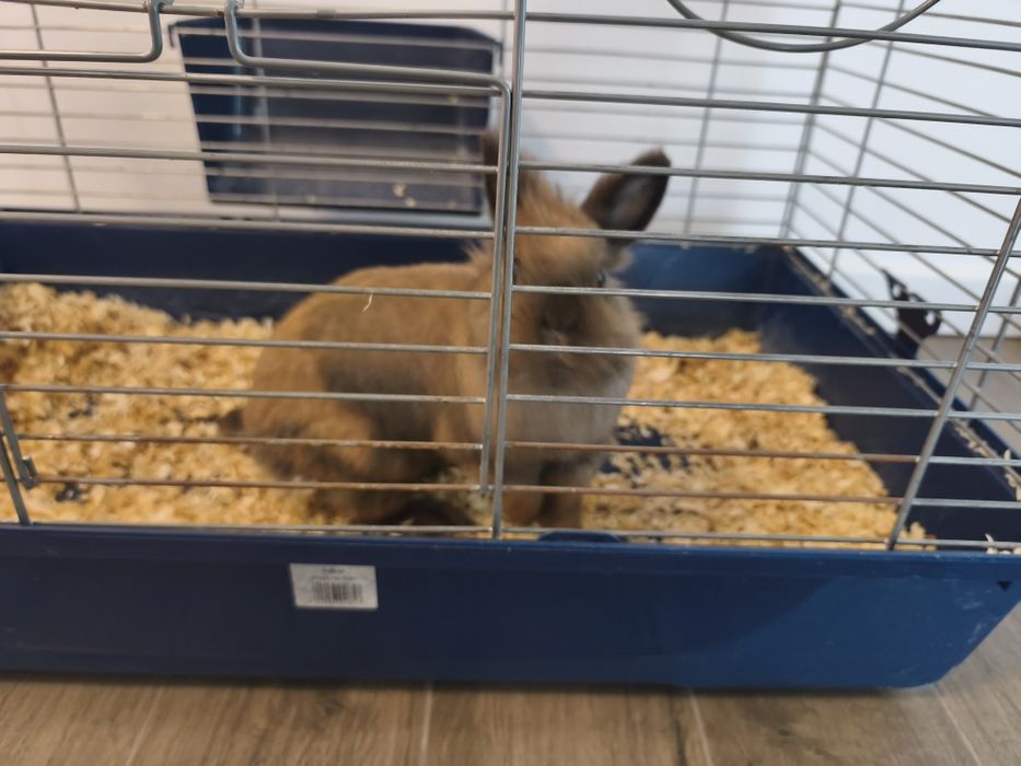 Vând iepure cap de leu