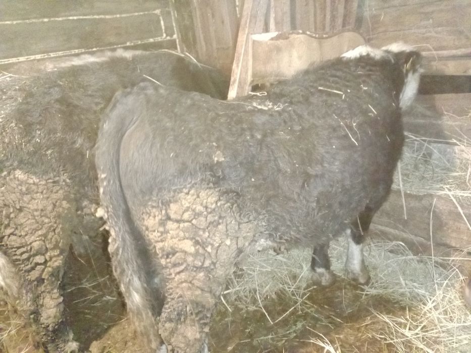 Продам бычков 1,5  11 голов с откорма