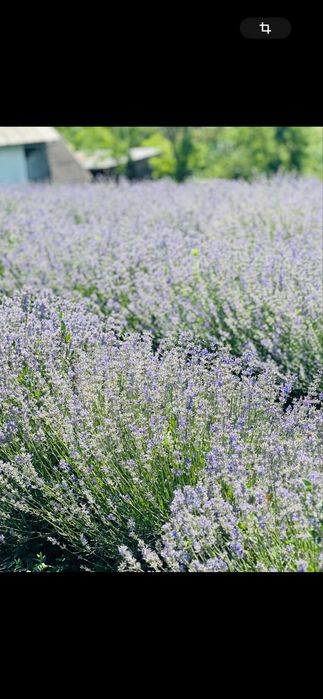 Tufe lavanda an 3