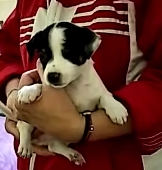 Мини пинчер женски