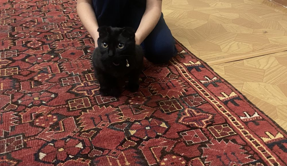 Самка Кошка (Не уличная!) Домик и Туалет в подарок