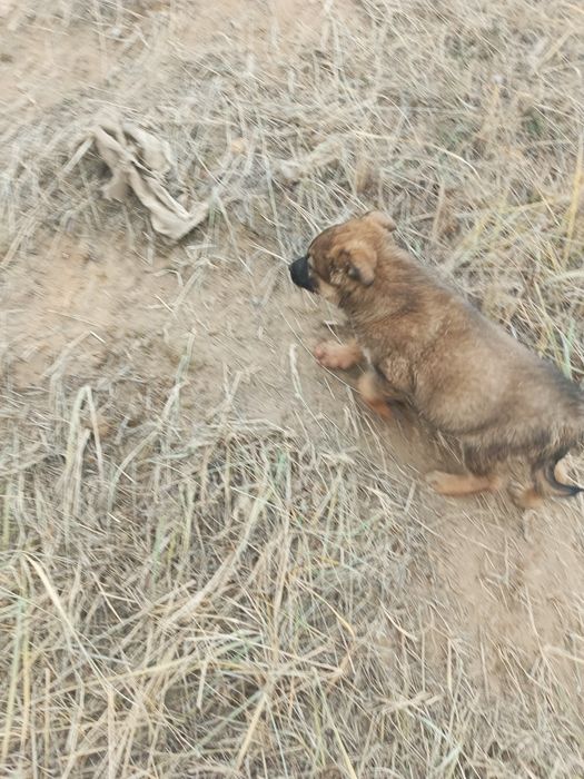 В добрые руки щенки