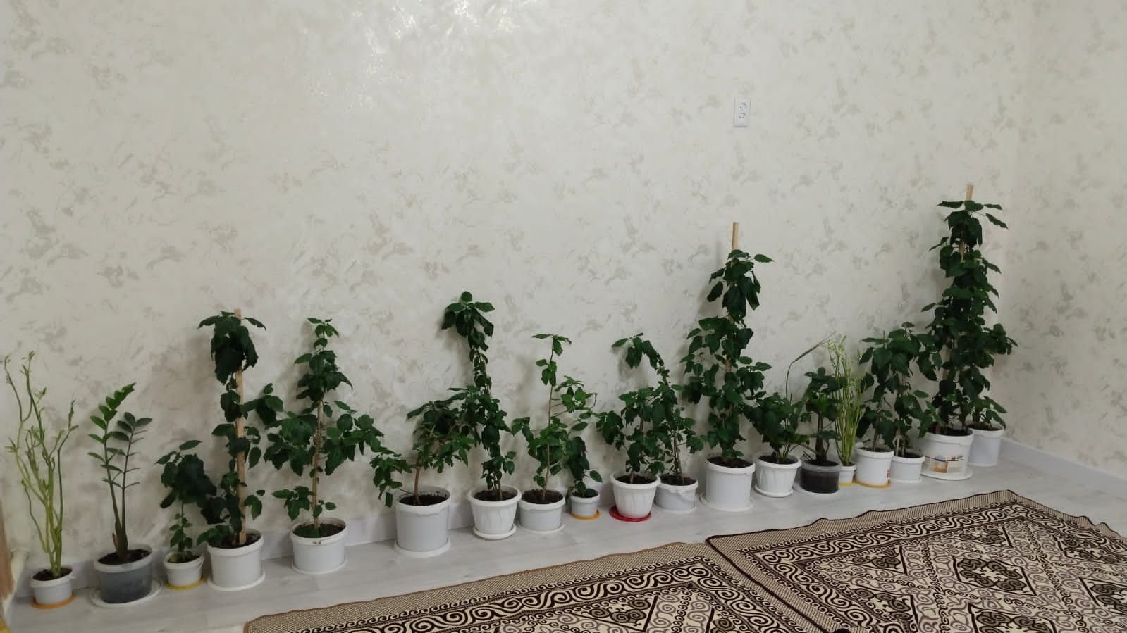 Продаётся Комнатная Роза
