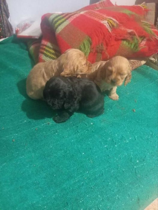 Продавам Кокер шпаньол