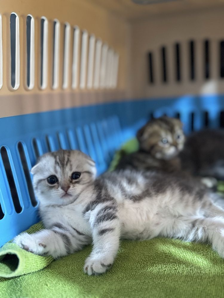 Котята скотишь фолд