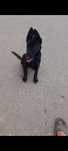 Ciobanesc belgian malinois