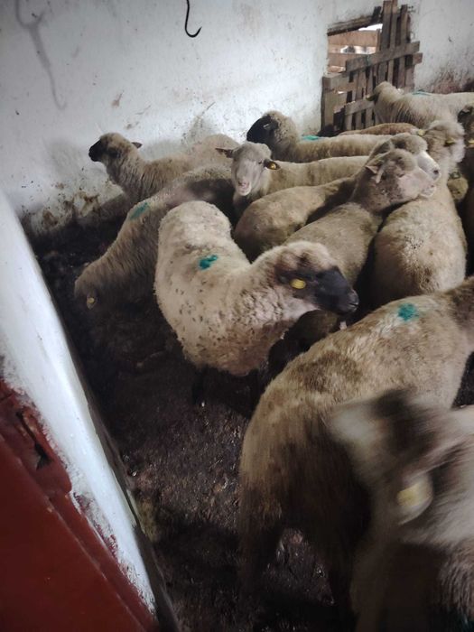 Oi de vânzare 15...