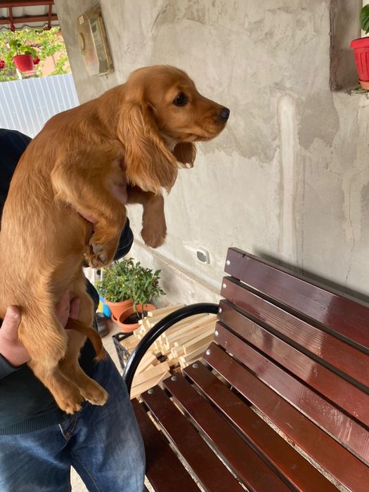 Cocker spaniel fetița