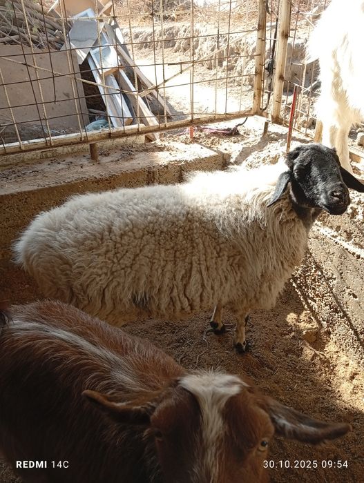 Ок кора кулок бугоз куй тезда сотилади шошилинг!семиз  чиройли йош