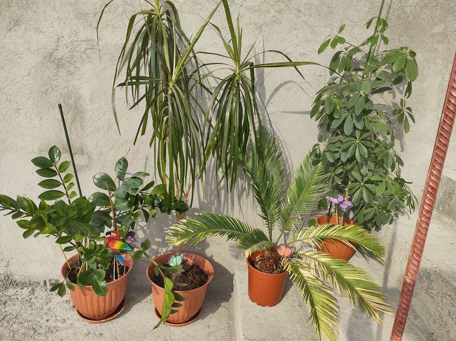 Dracaena Marginata Zamioculcas Cycas Revoluta Schefflera
