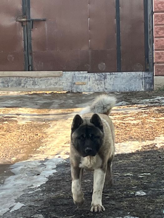 Вязка американская акита