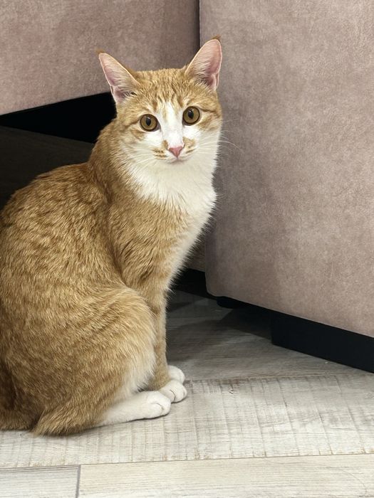 Кошка котенок кошечка